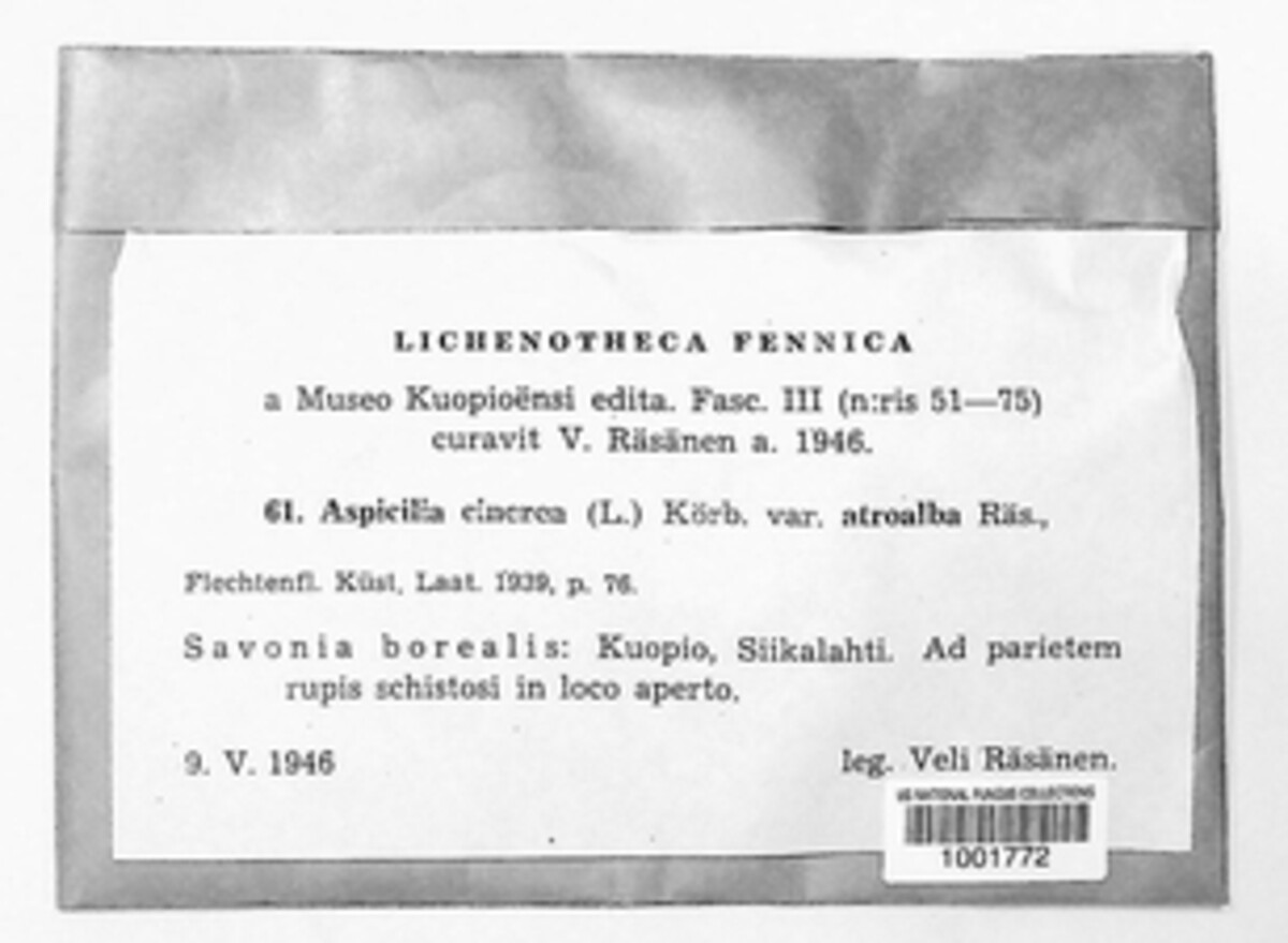 Aspicilia cinerea image